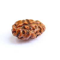1 Mukhi Rudraksha