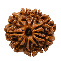10 Mukhi Rudraksha