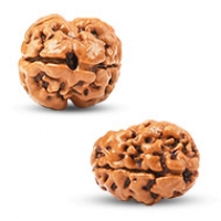 2 Mukhi Rudraksha