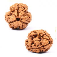 3 Mukhi Rudraksha