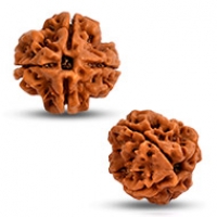 4 Mukhi Rudraksha