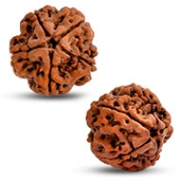 5 Mukhi Rudraksha