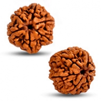 6 Mukhi Rudraksha
