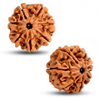 7 Mukhi Rudraksha