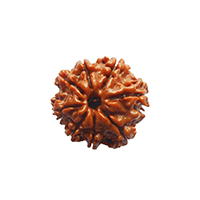 8 Mukhi Rudraksha
