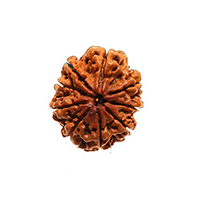 9 Mukhi Rudraksha